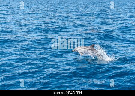 Taranto, Salento, Pouilles, Italie, Europe. Dauphin bleu-blanc dans la mer Ionienne au large des Pouilles Banque D'Images