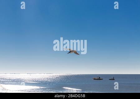 Pelican, Bateaux De Pêche, Fort Myers, Floride, États-Unis, Amérique Du Nord Banque D'Images