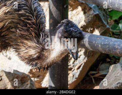 portrait gros plan emu dans le zoo Banque D'Images