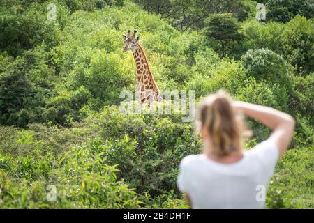 Nord de la Tanzanie, Parc national d'Arusha, femme photographiant la girafe dans le bush Nord de la Tanzanie, Parc national d'Arusha, ranger armé escorte un touriste. Banque D'Images