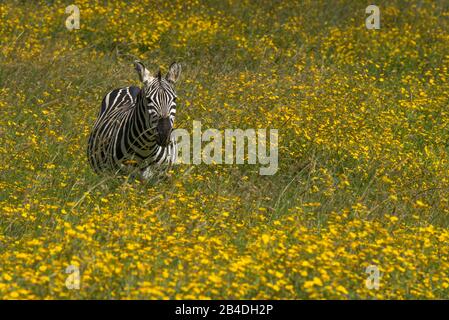 Tanzanie, Nord de la Tanzanie, Parc national du Serengeti, cratère de Ngorongoro, Tarangire, Arusha et Lac Manyara, zébra parmi les fleurs jaunes, Equus quagga Banque D'Images