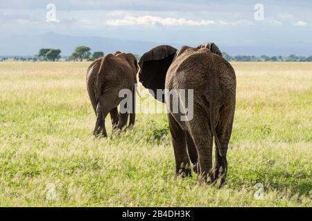 Tanzanie, Nord de la Tanzanie, Parc national du Serengeti, cratère de Ngorongoro, Tarangire, Arusha et lac Manyara, deux éléphants africains de la savane, loxodonta africana Banque D'Images