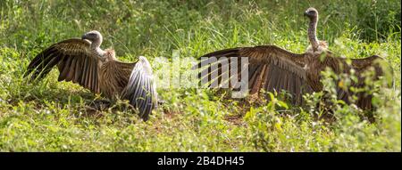 Tanzanie, Nord De La Tanzanie, Parc National Du Serengeti, Cratère De Ngorongoro, Tarangire, Arusha Et Lac Manyara, Vautour Banque D'Images