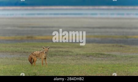 Nord de la Tanzanie, en mai, Parcs nationaux Serengeti, cratère de Ngorongoro, Tarangire, Arusha et le lac Manyara, chacal dans la savane, loup doré Banque D'Images