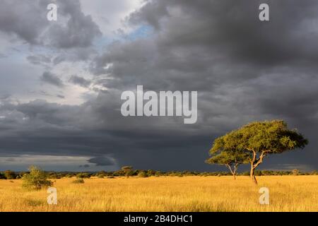 Tanzanie, Nord De La Tanzanie, Parc National Du Serengeti, Cratère De Ngorongoro, Tarangire, Arusha Et Le Lac Manyara, Humeur D'Orage Banque D'Images