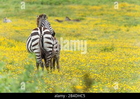 Tanzanie, Nord de la Tanzanie, Parc national du Serengeti, cratère de Ngorongoro, Tarangire, Arusha et Lac Manyara, zébra parmi les fleurs jaunes, Equus quagga Banque D'Images