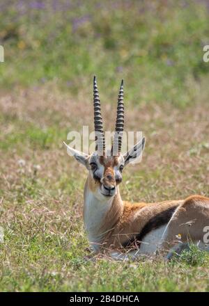 Tanzanie, Nord De La Tanzanie, Parc National Du Serengeti, Cratère De Ngorongoro, Tarangire, Arusha Et Lac Manyara, Thomson-Gazelle, Eudorcas Thomsonii Banque D'Images