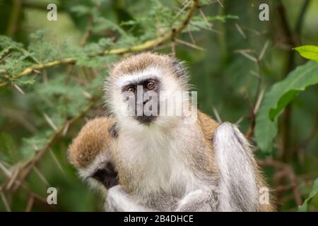 Nord de la Tanzanie, Parcs nationaux du Serengeti, cratère de Ngorongoro, Tarangire, Arusha et le lac Manyara, deux singes vévateurs dans l'arbre, Chlorocebus Nord Tanzanie, parc national d'Arusha, un ranger armé escorte un touriste. Banque D'Images