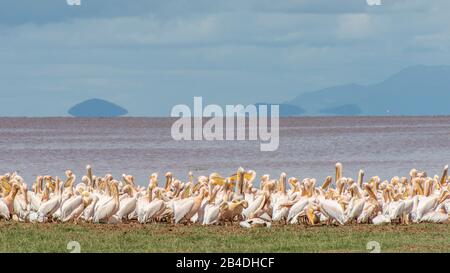 Tanzanie Du Nord, Pélicans Au Lac Soda, Parc National Du Lac Manyara. La Tanzanie du Nord, le parc national d'Arusha, un ranger armé escorte un touriste. Banque D'Images