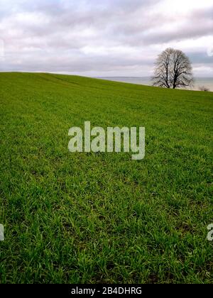 Baum, Als, Alsen, Insel, Landschaft, Dänemark Banque D'Images