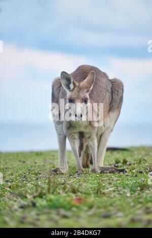 Kangaroo Géant de l'est (Macropus giganteus), pré, frontal, debout Banque D'Images