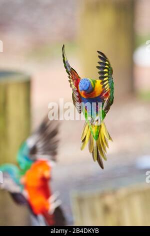 Lorikeet (Trichoglossus hématodus) dans une forêt de la plage de galets, parc national de Murramarang, vol, Victoria, Australie Banque D'Images