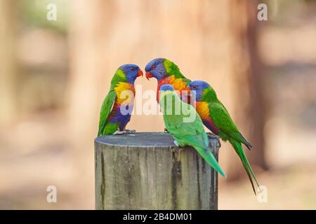 Plusieurs lories Allfaron ou Wagtail (Trichoglossus hématodus) dans une forêt à la plage de galets, parc national de Murramarang, sit, victoria, australie Banque D'Images