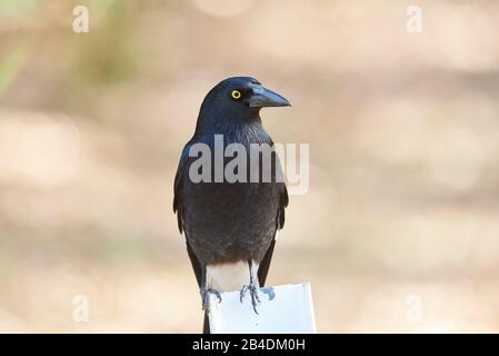 Crow de Courlew à bec épais (Strepera graculina), frontal, assis, caméra de vision Banque D'Images