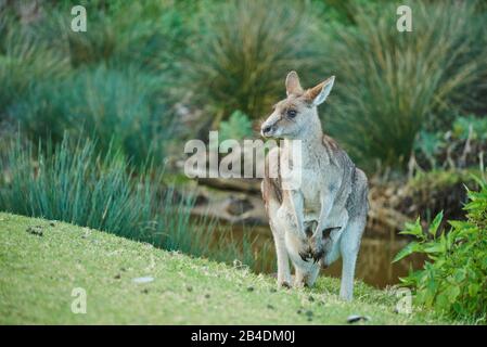 Kangourou géant gris oriental (Macropus giganteus), mère avec jeune en sac, pré, frontal, debout, Australie, Océanie Banque D'Images