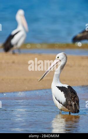 Pelican africain (Pelecanus ospillatus), eau, debout, gros plan, Nouvelle-Galles du Sud, Australie Banque D'Images