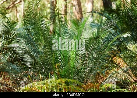 Forêt primitive avec cycads (Macrozamia macdonnellii) au printemps au parc national de Murramarang, Nouvelle-Galles du Sud, Australie Banque D'Images