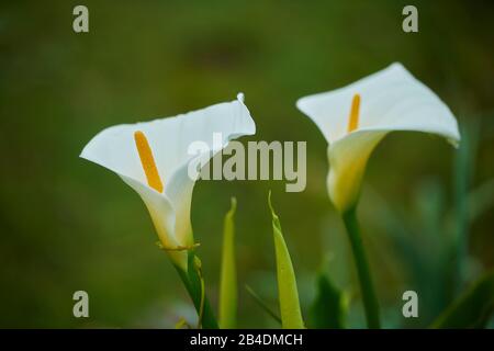 Racine de Serpent, racine de dragon ou Marsh Calla (Calla palustris), fleur, Victoria, Australie, Océanie Banque D'Images