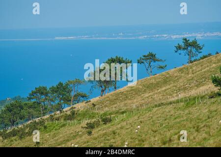 Paysage, pins noirs, Pinus nigra, sur une pente sur le mont Jizkibel Sur Le Chemin de Saint james, Pays basque, Espagne Banque D'Images