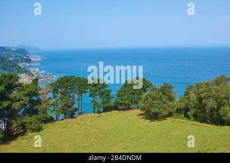 Paysage, pins noirs, Pinus nigra, sur la pente près de Deba Sur Le Chemin de Saint-jacques, Pays basque, Espagne Banque D'Images