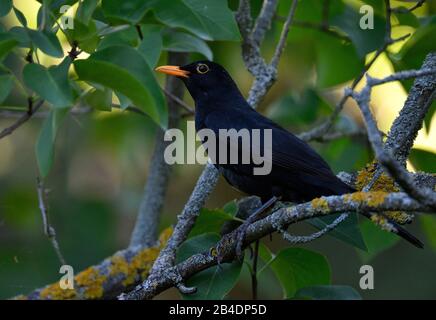 Blackbird (Turdus merula), homme, assis à la succursale, Stuttgart, Bade-Wurtemberg, Allemagne Banque D'Images