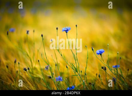 Fleurs de maïs (Centaurea cyanus) dans le champ de blé, Bade-Wurtemberg, Allemagne Banque D'Images