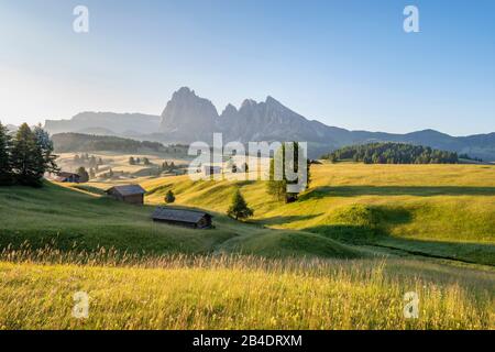 Alpe Di Siusi, Castelrotto, Tyrol Du Sud, Province De Bolzano, Italie, Europe. Printemps sur l'Alpe di Siusi avec vue sur le massif de Langkofel Banque D'Images