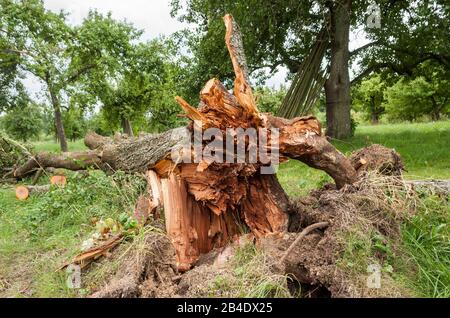 Allemagne, Bade-Wurtemberg, Altenriet, Zwetschgenbaum, Sturmschaden, Windbruch Banque D'Images