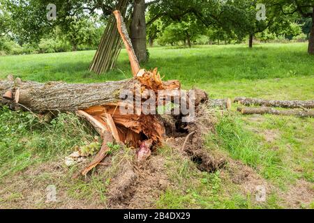 Allemagne, Bade-Wurtemberg, Altenriet, Zwetschgenbaum, Sturmschaden, Windbruch Banque D'Images