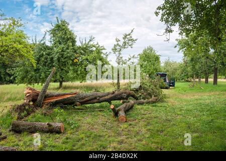 Allemagne, Bade-Wurtemberg, Altenriet, Zwetschgenbaum, Sturmschaden, Windbruch Banque D'Images