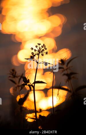 Plante silhouetted contre les reflets lumineux orange brillant à l'arrière-plan Banque D'Images