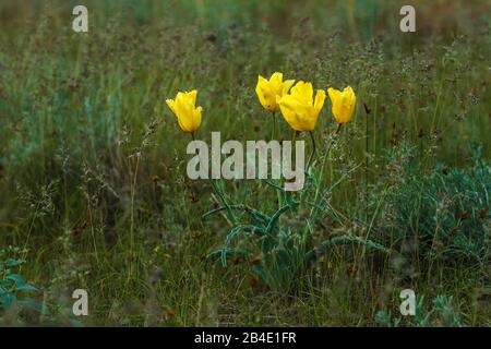 Tulipes sauvages. Tulipa Kolpokovskiana regel. Kazakhstan. Région d'Alma-Ata. Banque D'Images