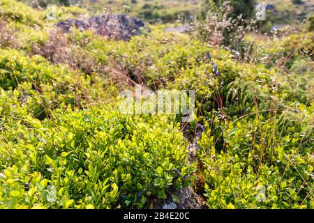 Buissons aux bleuets (Vaccinium myrtillus) dans le Majdal-Heath, Europe, Danemark, Bornholm, Banque D'Images