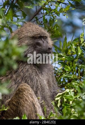 Un safari à pied, tente et jeep dans le nord de la Tanzanie à la fin de la saison des pluies en mai. Parcs Nationaux Serengeti, Cratère Ngorongoro, Tarangire, Arusha Et Le Lac Manyara. Baboon dans les buissons Banque D'Images