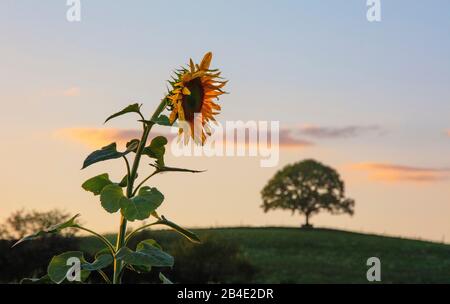 Tournesol en face d'un arbre solitaire sur la colline dans la lumière du soir Banque D'Images
