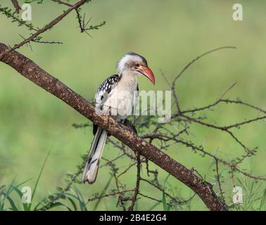 Un safari à pied, tente et jeep dans le nord de la Tanzanie à la fin de la saison des pluies en mai. Parcs Nationaux Serengeti, Cratère Ngorongoro, Tarangire, Arusha Et Le Lac Manyara. Toko facturé en rouge sur une succursale. Banque D'Images