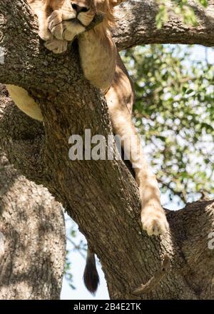 Un safari à pied, tente et jeep dans le nord de la Tanzanie à la fin de la saison des pluies en mai. Parcs Nationaux Serengeti, Cratère Ngorongoro, Tarangire, Arusha Et Le Lac Manyara. Lions grimpant des arbres et dormir là ... - dans le Serengeti. Banque D'Images