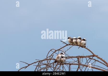 Un safari à pied, tente et jeep dans le nord de la Tanzanie à la fin de la saison des pluies en mai. Parcs Nationaux Serengeti, Cratère Ngorongoro, Tarangire, Arusha Et Le Lac Manyara. 6 Shrike à couronne blanche sur une branche Banque D'Images