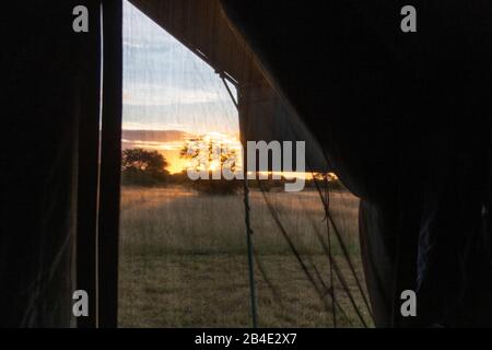 Un safari à pied, tente et jeep dans le nord de la Tanzanie à la fin de la saison des pluies en mai. Parcs Nationaux Serengeti, Cratère Ngorongoro, Tarangire, Arusha Et Le Lac Manyara. Réveillez-vous dans la tente : lever du soleil sur le Serengeti Banque D'Images