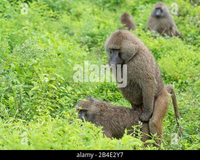 Un safari à pied, tente et jeep dans le nord de la Tanzanie à la fin de la saison des pluies en mai. Parcs Nationaux Serengeti, Cratère Ngorongoro, Tarangire, Arusha Et Le Lac Manyara. Babouons à l'accouplement. Banque D'Images