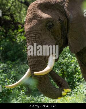 Un safari à pied, tente et jeep dans le nord de la Tanzanie à la fin de la saison des pluies en mai. Parcs Nationaux Serengeti, Cratère Ngorongoro, Tarangire, Arusha Et Le Lac Manyara. Éléphant, gros plan : tête, vue sur l'appareil photo Banque D'Images