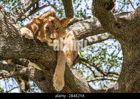 Un safari à pied, tente et jeep dans le nord de la Tanzanie à la fin de la saison des pluies en mai. Parcs Nationaux Serengeti, Cratère Ngorongoro, Tarangire, Arusha Et Le Lac Manyara. Lions grimpant des arbres et dormir là ... - dans le Serengeti. Regarder l'appareil photo. Banque D'Images