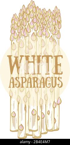 Illustration vectorielle dessinée à la main d'asperges blanches Illustration de Vecteur
