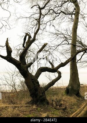 Baum ; Als ; Alsen ; Insel ; Landschaft ; Dänemark Banque D'Images