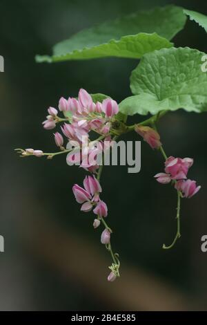 Antigonon leptopus Banque D'Images