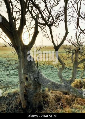 Baum ; Als ; Alsen ; Insel ; Landschaft ; Dänemark Banque D'Images