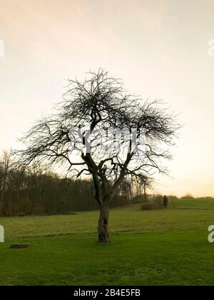 Baum ; Als ; Alsen ; Insel ; Landschaft ; Dänemark Banque D'Images