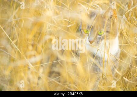 Mignonne chaton marche dans l'herbe dorée sèche. Belle chasse jeune chat dans le jardin ensoleillé. Banque D'Images