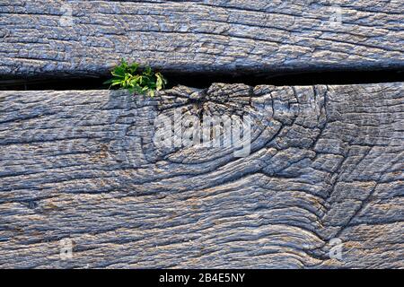 Allemagne, planche en bois tissée d'un chemin de planche en bois. Banque D'Images