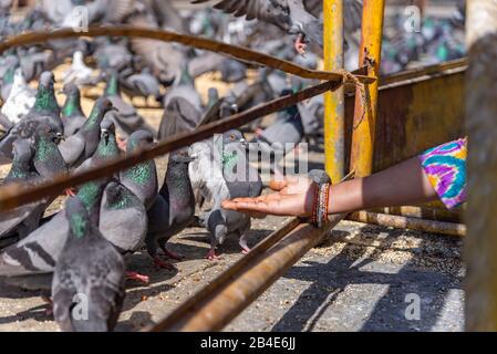 beaucoup de pigeons sont nourris Banque D'Images